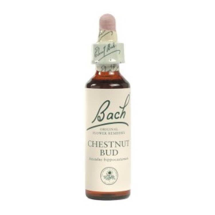 Ainsworths Chestnut Bud Bach Flower Remedy 10ml Βότανα-Φυτικά εκχυλίσματα